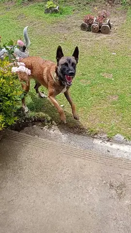 Se llama Samba! Y se parece a Wilson porque también es un pastor belga malinois! LEAN PRIMERO...Bueno, nos demoramos un poquito pero ya sabe ladrar al comando. Ver el progreso es una cosa muy satisfactoria! #belgianshepherd #belgianmalinois #malinois #malinoisdog #malinoispuppy #dog @Daniela Laverde 