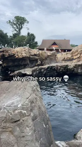 does anyone know why they sit like this? #seaworld #fyp #righleyengelhardt #sealions 