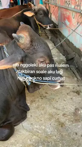 🐮:tugasmu merawatku sudah selesai, dan sekarang saatnya aku pamit untuk undur diri#masukberanda #fyp #iduladha 