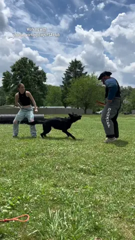 Ava & Brego sunday training at shogun working dogs PSA club 🔥 #avagshepherd #workinglinegsd #wlgsd #germanshepherd #psadogsports #knpv #knpvdutchshepherd #dutchshepherd #peggepolicedogs 