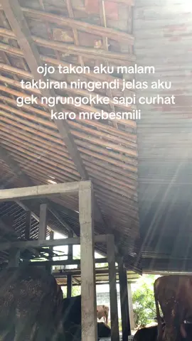 tenan iki #peternaksapiindonesia #peternakmuda #fyp 