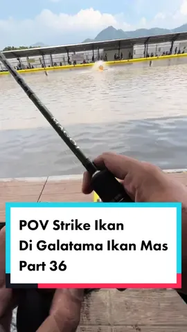 POV Strike Ikan Di Galatama Ikan Mas Part 36 🐟🌊 #povfishing #galatamamas #mancingikanmas #mancingmaniamantap #galatama #galatamaikanmas #fyp 