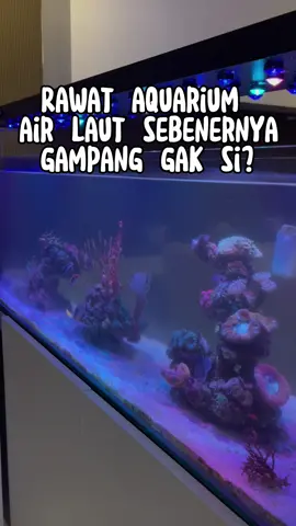 Gampang kan rawatnya  #hendrajit #ikanhias #reeftank #aquarium #ikan #starfish #kolam #bintang #hewanlaut #peliharaikan #nemo #dori 