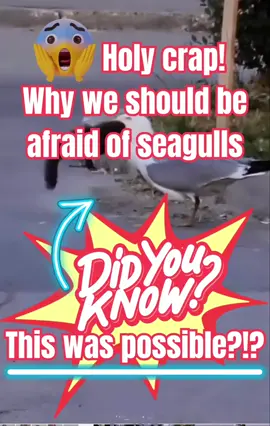 🫣😱I never knew this was even possible!! #seagull #zombie #evolution #evolve #afraid #fyp #killer #killerbird #gross #tiktok #squirrel #predator #savage #animalsoftiktok #animals 