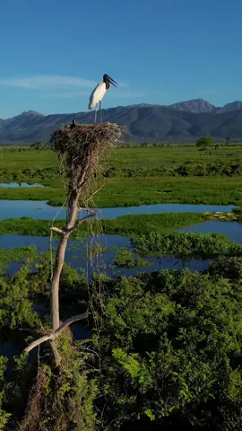 Serra do Amolar - Um paraíso no Pantanal-sul ❤️ #pantanal #PaisagensIncríveis #NaturezaPerfeita #VibesDeNatureza #VídeosDeNatureza #NaturezaBonita #TikTokViagens 