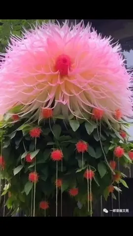 The most beautiful flowers from around the world. #explore #flowers #beauty #mothernature #amazing 