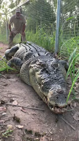 This big guy is HUGE! Thankfully he was taken somewhere safe where he can’t lrey on family pets anymore 😂  #crocs #crocodile #alligator #awesome #creepy #wild #funny 