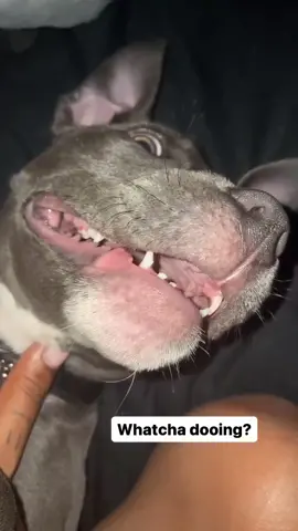 Whatcha dooing🤪 _______________________ #staffordshirebullterrier #bluestaffy #puppy #bluestaffypuppy #staffylovers #staffysofinsta #bullybreeds #staffylife #puppylove #staffysoftiktok #staffyseal #staffysmile #staffy #staffygram #viraldog #dogtrend #staffysofinstagram #staffymoments #dogs #dogsofinsta #dogsofinstagram #happystaffy #happystaffie #staffysmile #kanothebluestaffy 