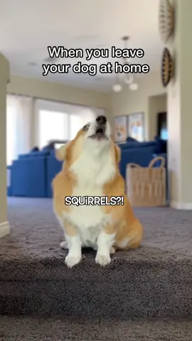 Hes in his feels #relatable #dogdad #doglife 
