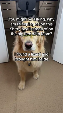 Was Mom overreacting again? #funnydog #mrlizard #animalfriends #dogsoftiktok #funnydogvideos #voiceover #dogtok #dogperson #funnydogsoftiktok #fyp