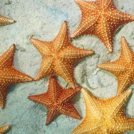 Did you know that starfish are mathy? It’s true! Most starfish display five-fold rotational #symmetry. Their five similar arms are attached around a central point (their body), about 72° apart. Isn’t #MathInNature spectacular? ⭐🌊😃 #Mathnasium  #SeaStar  #sealifeaquarium #mathtutor  #summermath #parenttok #teachertok