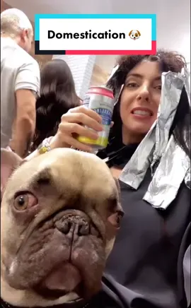 🤷🏻‍♀️🐕  #wolves #wolvesofinstagram #forest #nature #frenchie #frenchbulldog #salon #balyagehair [Stitch: Wild Wolves Kingdom]