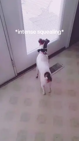 #dogs #fyp #fypage #fylシ #cute #funny #foryoupage #dog #dinosaur 