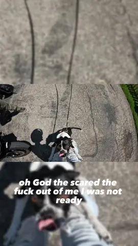 Im not adraid of small dogs I just wasnt ready 😩 #yamaha #kawasaki #suzuki #honda #yamahaR6 #motorcycle #twowheels #motorbike #bikestagram #bikelife #sportbike #livetoride #twowheelslife #bike #biker #moto #R6 #motorcycles #ride #motolife #fyp #viral #foryou 