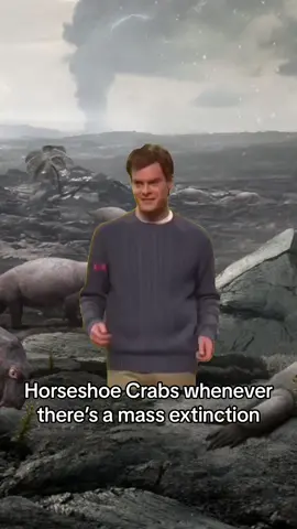 They ve literally stayed the same for 450 million years like tf? AND are resposnible for almost every vaccine due to the unique properties of their blue blood! #horseshoecrabs #massextinction #biology #billhaderdancing #science 
