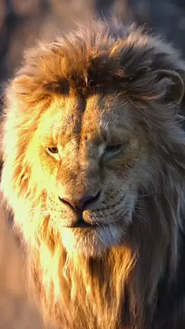 O Leão da Tribo de Judá  . . #yeshua  #cristaonotiktok  #leaodatribodejuda  #good  #motivacion 