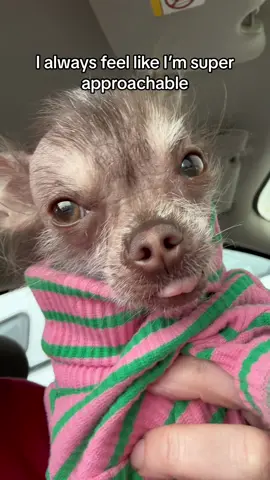 Queen of RBF 🐕 #dogsoftiktok #dogtok #chihuahua #rbf #dogvideos #dogs #hairlesschihuahua #funnydogs  #littledogsyndrome #dogs #blowthisup 