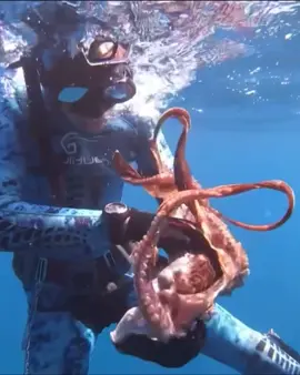 #HanterSpearfishinglife  #spearfishing #fishing #catchingfish #lobster #GiantFish  #Hunting  #octopus🐙team💖 