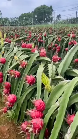 Dragon fruit Farm #farmer #dragonfruit #farm #gardening #farmlife #vegetables #fruitlover #harvest #agriculture #harvestingtime #amazing 