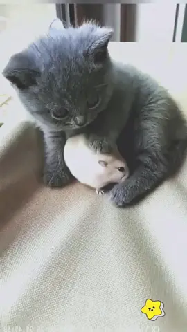 A kitten playing with hamster#cute #cat #catsoftiktok #cats #catlover 