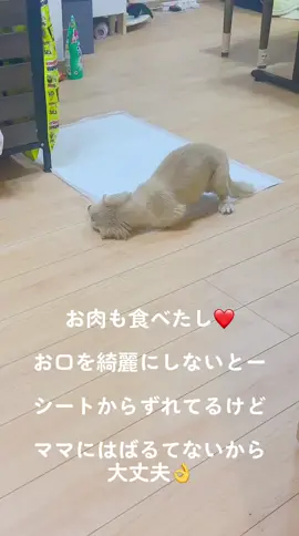 #愛犬#可愛さ爆発#和牛 #綺麗にしてる#床汚しても怒らないで