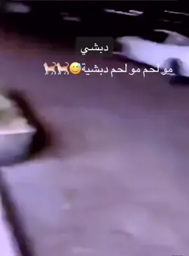 مو لحم ولله دبشية اي بمعنى 🍉 بطيخة #الشواية_ديرالزور_الرقة_الحسكة_منبج_ 