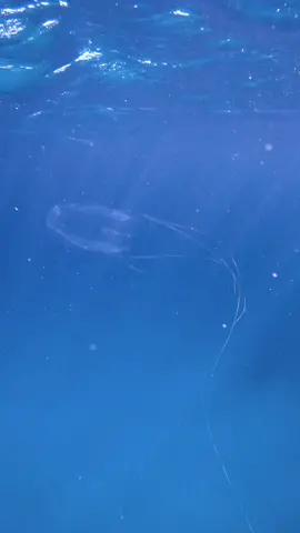 The Irukandji Box Jellyfish | 🪼  Check out this incredible footage of the Alatina alata box jellyfish, one of the most venomous creatures in the ocean!  This jellyfish also induces the Irukandji syndrome, a serious condition that can affect humans who come into contact with the jellyfish.  This beautiful yet deadly jellyfish is found in tropical waters, including the Great Barrier Reef. According to a recent scientific paper, the venom of Alatina alata contains multiple toxins that affect the cardiovascular, nervous, and immune systems of its victims.  It's important to remember that box jellyfish are one of the most dangerous creatures in the ocean, and precautions should be taken to avoid them. If you ever come into contact with a jellyfish, seek medical attention immediately.  #reefencounter #exploreTNQ #australia_shotz #travelaustralia #visitaustralia #alantinamordens  #alatinaalata #diving #coralreef #lovethereef @MasterReefGuides @GoPro @Queensland, Australia @Tropical North Queensland  