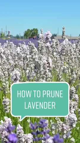 Now is the time to prune your lavender! Professional horticulturalist Amanda Plante shares tips to keep your lavender plant looking great year round. #lavender #gardening101 