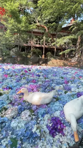 📍 Hydrangeas season at Amabiki Kannon Temple  #紫陽花　#茨城県観光スポット 　#茨城県観光  #traveljapan  #japan #japantrip  #traveljapan #japanlife  #おすすめスポット 