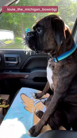 Boxer on way to the vet after porcupine attacked #dog 