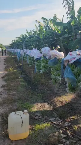 máy kéo 130 buồng chuối thu hoạch từ vườn về kho sơ chế. 