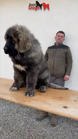 Little Zafir #jozodogs #caucasianshepherd #viral @Ivan.JozoDOGS 