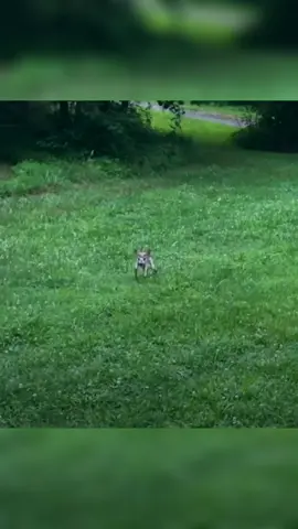 Tiniest Baby Deer Asks Woman To Rescue Him #deer #rescue #pet #animals #viral 