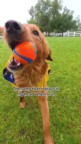 Another happy and silly day in the books  #goldenretriever #goldens #golden #retrievers #retriever #pettiktok #foryoupage #fyp #dogsoftiktok #happyday #fetch #ballislife 