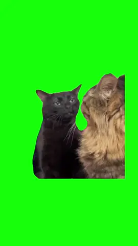 Black Cat Zoning Out | Green Screen #cat #catmeme #meme #comedy #template #fyp 