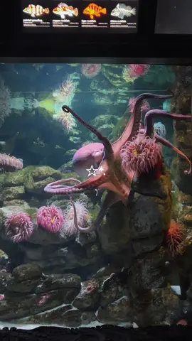 aquarium 🐠🫧🫧🪼