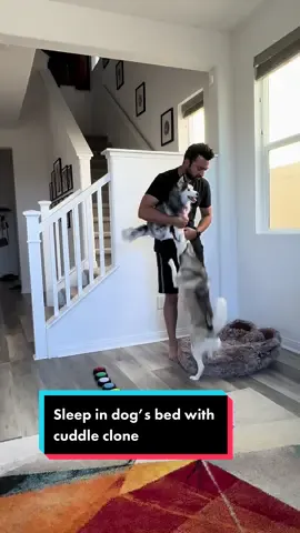 Sleep in your dog’s bed with your dog’s cuddle clone and see how your dog reacts 😂😂😂 #funnydog #dogs #doglover #ludacris #fyp 