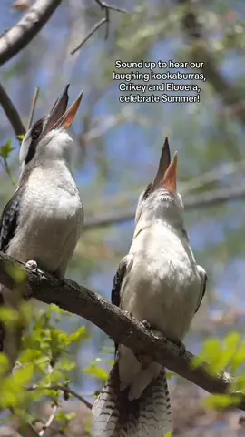 lol fr 🤣 #laughingkookaburra #laughingkookaburras #kingfisher #australia #australiananimals #laugh #denverzoo (🎥: @Anton Morrison) 