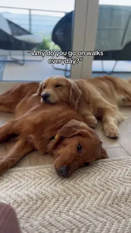 How can you not..🥹 #dogsmiles#dogs#pettok#pups#puptok#viraldigvideos #dogsoftiktok ib@Daisy & Maple @Maui & Ruby @Lizzie and Ally 