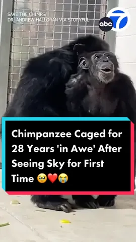 A 28-year-old chimpanzee named Vanilla was “in awe” as she saw open sky for the first time at a sanctuary in Florida, rescuers say. According to Save the Chimps, Vanilla was a survivor of a now-closed research lab in New York where animals were kept in small cages. 🥹❤️😭 #abc7la #news #abc7eyewitness #animalsoftiktok #chimpanzee #animaltok #zoo #animals #sanctuary #savethechimps #Florida #animalcruelty 