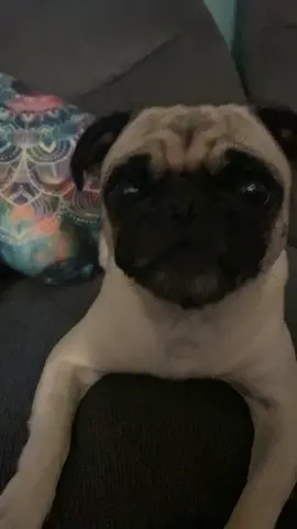 Sailor Pugalicious! #fyp #dogsoftiktok 