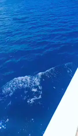 #CapCut 