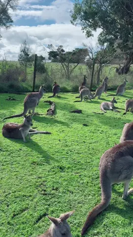 #kangaroo #australia #travel #melbourne #pet #cute #cuteanimals #phlipisland #traveltheworld #beauty #awesome 