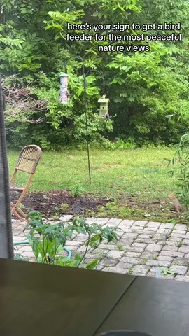 apart from when thr chipmunks freak everyone out lol #backyardvibes #birdwatching #backyardviews #residencylife #lifeinmedicine #peaceful #backyardoasis 
