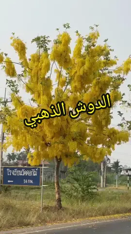كاسيا فستولا ( شلال الذهب ) متوفرة شتلاتها في مشتلنا #مشتل_الطائي #reels #shorts #cassiafistula 