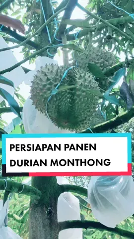 PERSIAPAN SEBELUM PANEN MONTHONG! #kharismaagri #musangkingindonesia #fyp #monthongdurian 