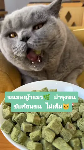 ขนมหญ้าแมว ทำมาจากต้นข้าวสาลีอ่อน บำรุงขน ขับก้อนขน #หญ้าแมว #หญ้าแมวอัดแท่ง #อาหารแมว #ทาสแมว #รักเค้า #ของดีบอกต่อ #tiktokshopครีเอเตอร์ @ยัยຕัวຣ้าຢ @ยัยຕัวຣ้าຢ 