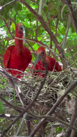 Taking a midweek sneak peek at our baby Scarlet Ibis!  A lot of people think this brightly colored bird that can be seen living with our flock of Flamingos near the entrance of the zoo are baby Flamingos. This bird is actually a Scarlet Ibis 😃