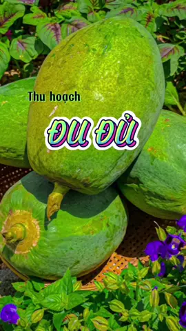 Hái đu đủ nha!  𝑯’𝒔 𝒈𝒂𝒓𝒅𝒆𝒏 #vuon #vườn #vuonrau #vươnrau #vườncuahan #vuoncuahan #vuonxinh #xalach #trongrausach #trongrau #rau #thuhoach #rausachnhatrong #hsgarden #rausach #vuonrausachtainha #vườn_nhà_em #thuhoạch #trongxalach #lamvuon #làmvườn #vuonxinhdep #vườncủaHân  #hsgarden #vuonrau #vuonrauxanh #vuonrausach #vuonrautainha  #bophovevuon #thuhoachcungtiktok #nongnghiep #lamnong #LearnOn#LearnOnTikTok#dudu 