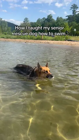 Does anyone else have a dog who was scared of swimming? I can’t be the only one 🥲 #dogswimming #dogswimmingpool #dogswim #dogswimchallenge #dogswimmer #gsdoftiktok #gsd #lakedog #lakedoglife #lakedogliving 